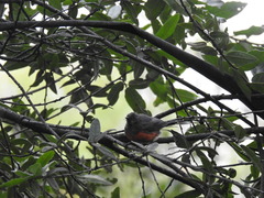 Myioborus miniatus