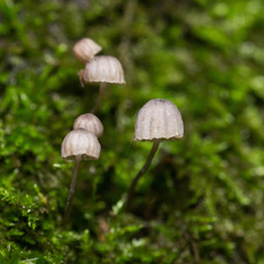 Mycena