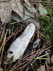 Leccinum scabrum