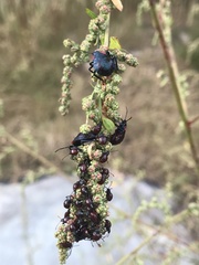 Alcaeorrhynchus grandis