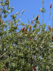 Melaleuca viminalis