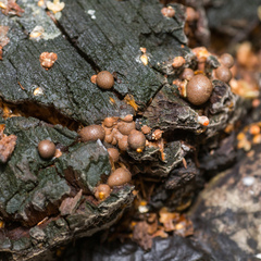 Lycogala epidendrum