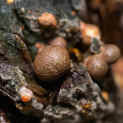 Lycogala epidendrum