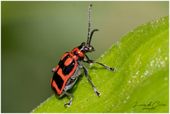 Neolema aulica
