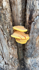 Laetiporus gilbertsonii