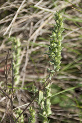 Odontites vulgaris