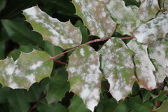 Erysiphe berberidis