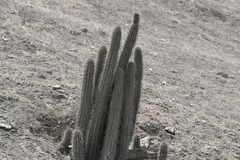 Haageocereus acranthus