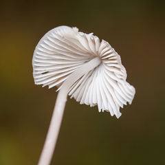 Mycena