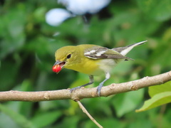 Vireo flavifrons