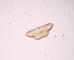 Scopula ferrilineata