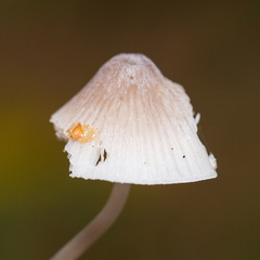 Mycena