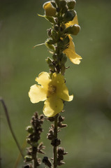 Verbascum phlomoides