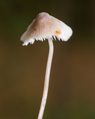 Mycena