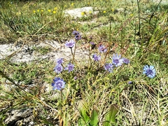 Felicia heterophylla