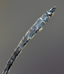 Somatochlora ensigera