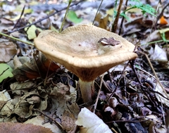 Paxillus involutus