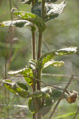 Verbascum phlomoides