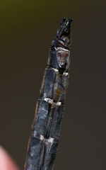 Somatochlora ensigera