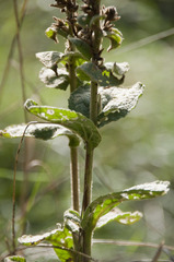 Verbascum phlomoides