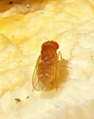 Drosophila