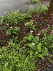 Goeppertia loeseneri