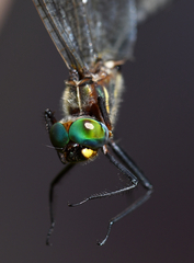 Somatochlora ensigera