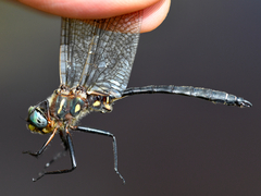 Somatochlora ensigera