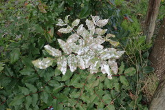 Erysiphe berberidis