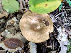 Paxillus involutus
