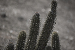 Haageocereus acranthus