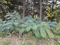 Albizia julibrissin