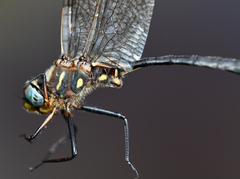 Somatochlora ensigera