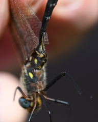 Somatochlora ensigera