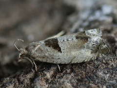 Epinotia ramella
