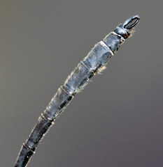 Somatochlora ensigera