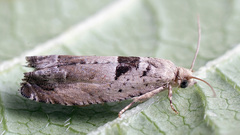 Epinotia ramella