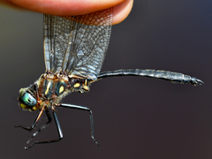 Somatochlora ensigera