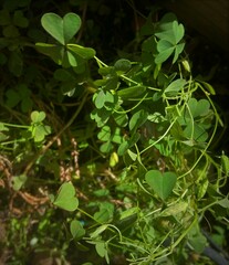 Oxalis exilis