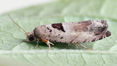 Epinotia ramella