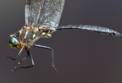 Somatochlora ensigera