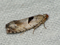 Epinotia ramella