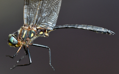 Somatochlora ensigera