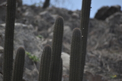 Haageocereus acranthus