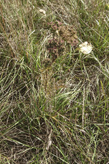 Seseli annuum