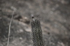 Haageocereus acranthus