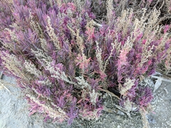Suaeda australis