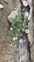 Senecio viscosus