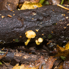Pleuroflammula tuberculosa