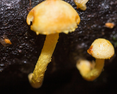 Pleuroflammula tuberculosa